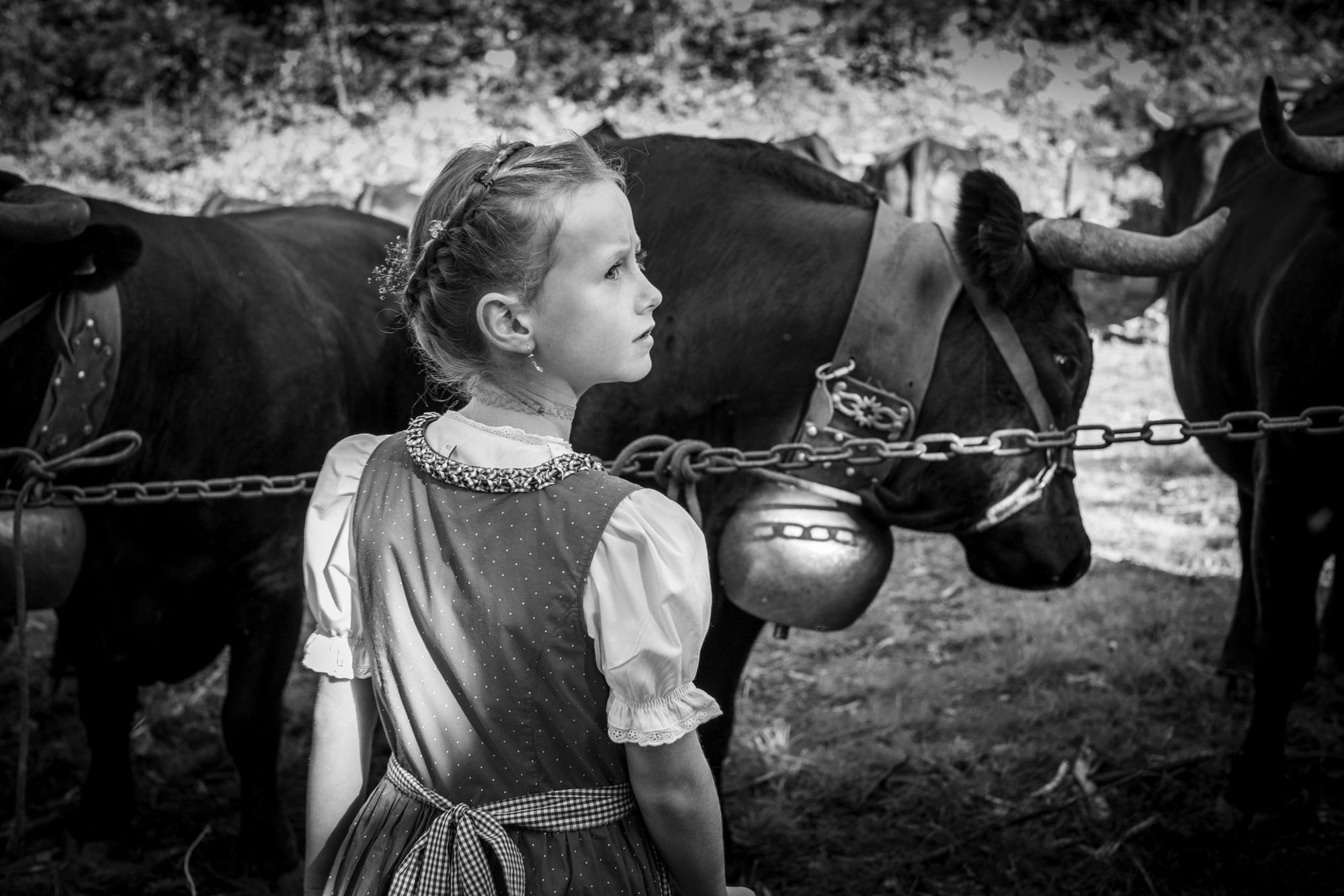 Mädchen in Tracht vor Kühen mit Treicheln